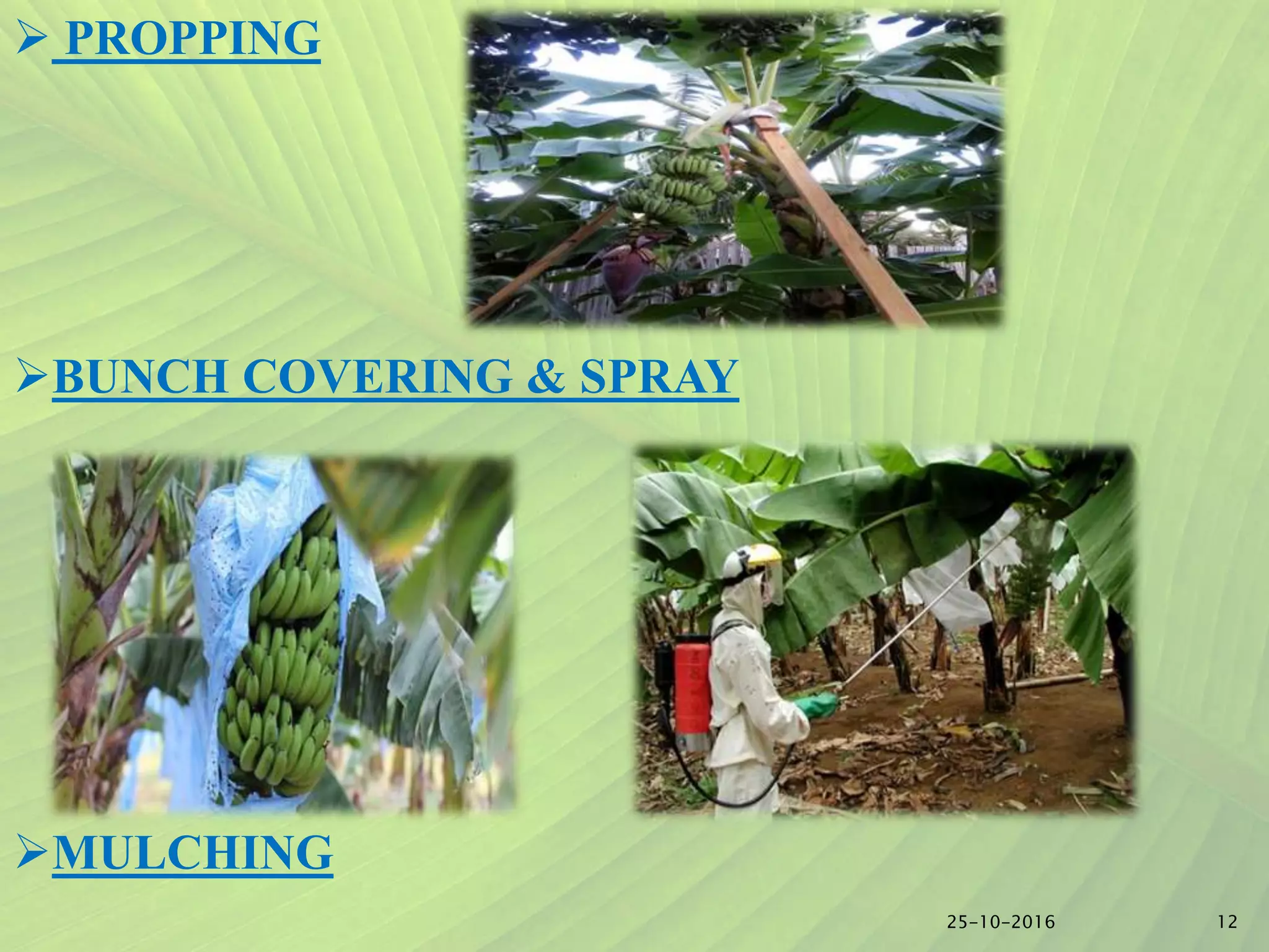 Slide 11