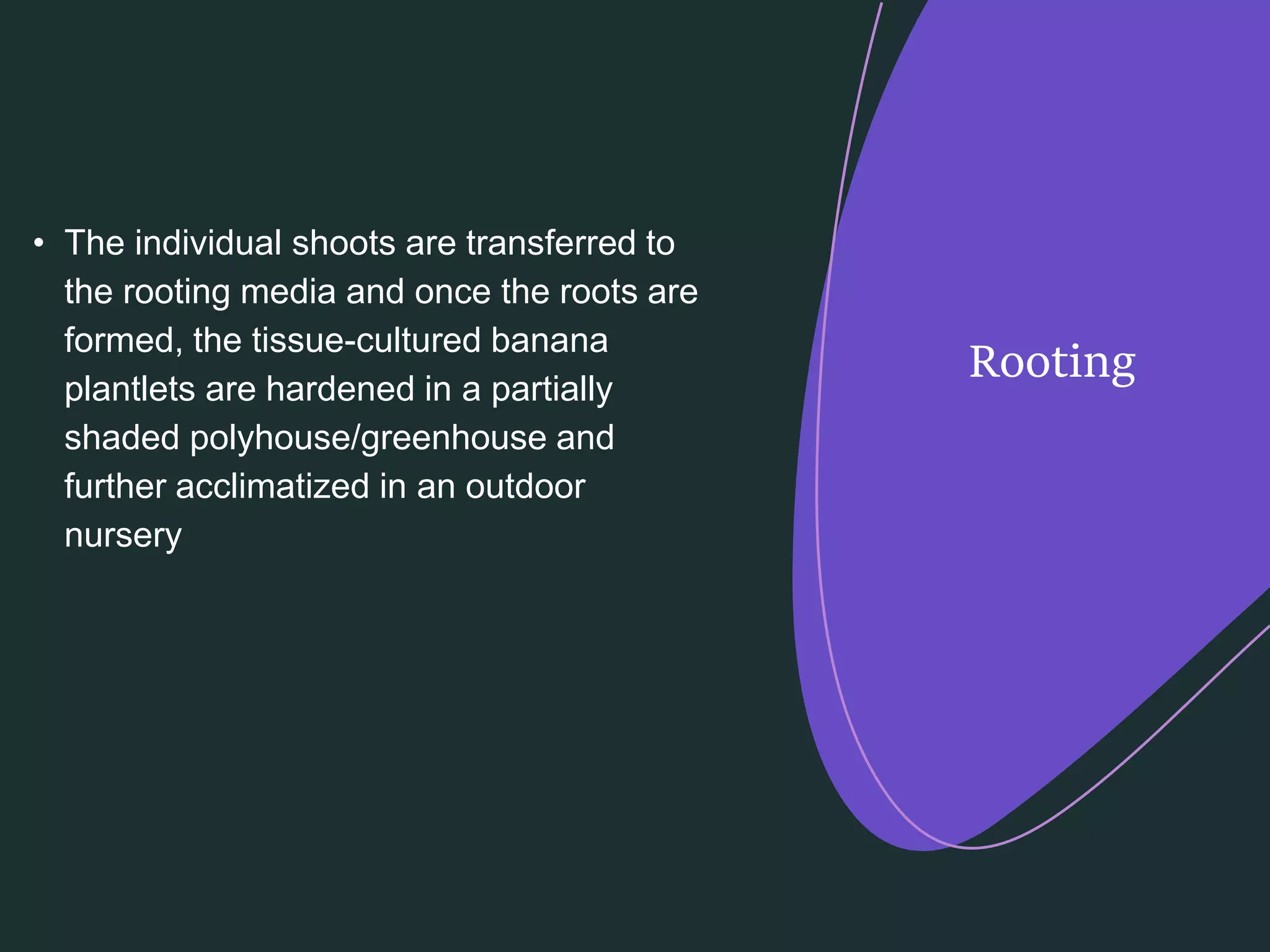 Slide 11