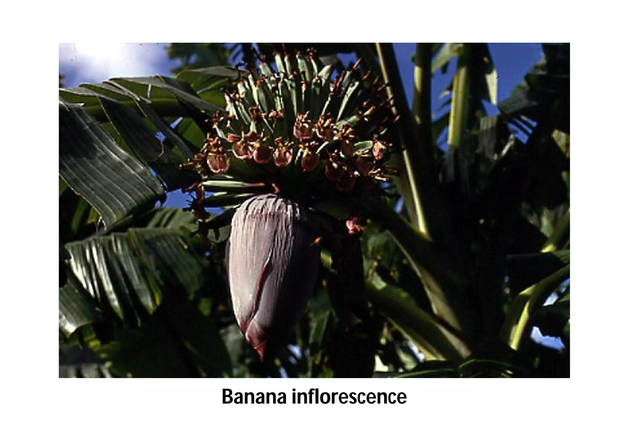 Slide 53