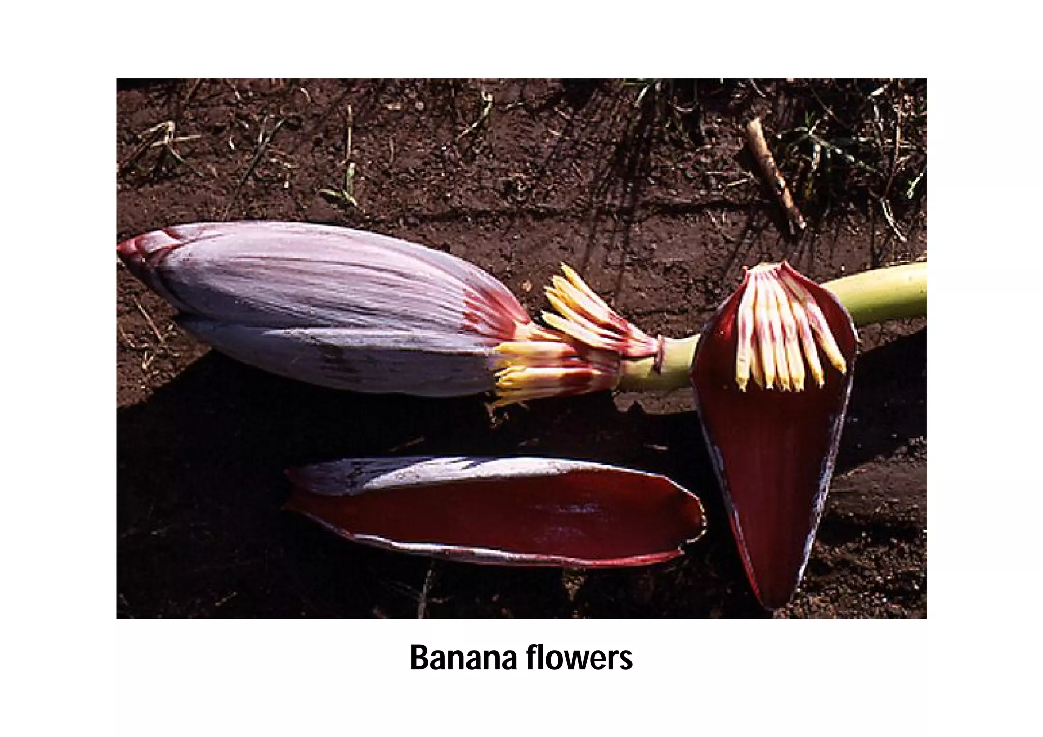 Slide 54