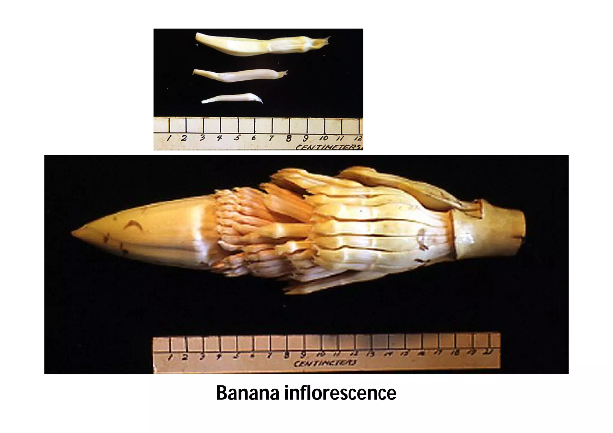 Slide 55