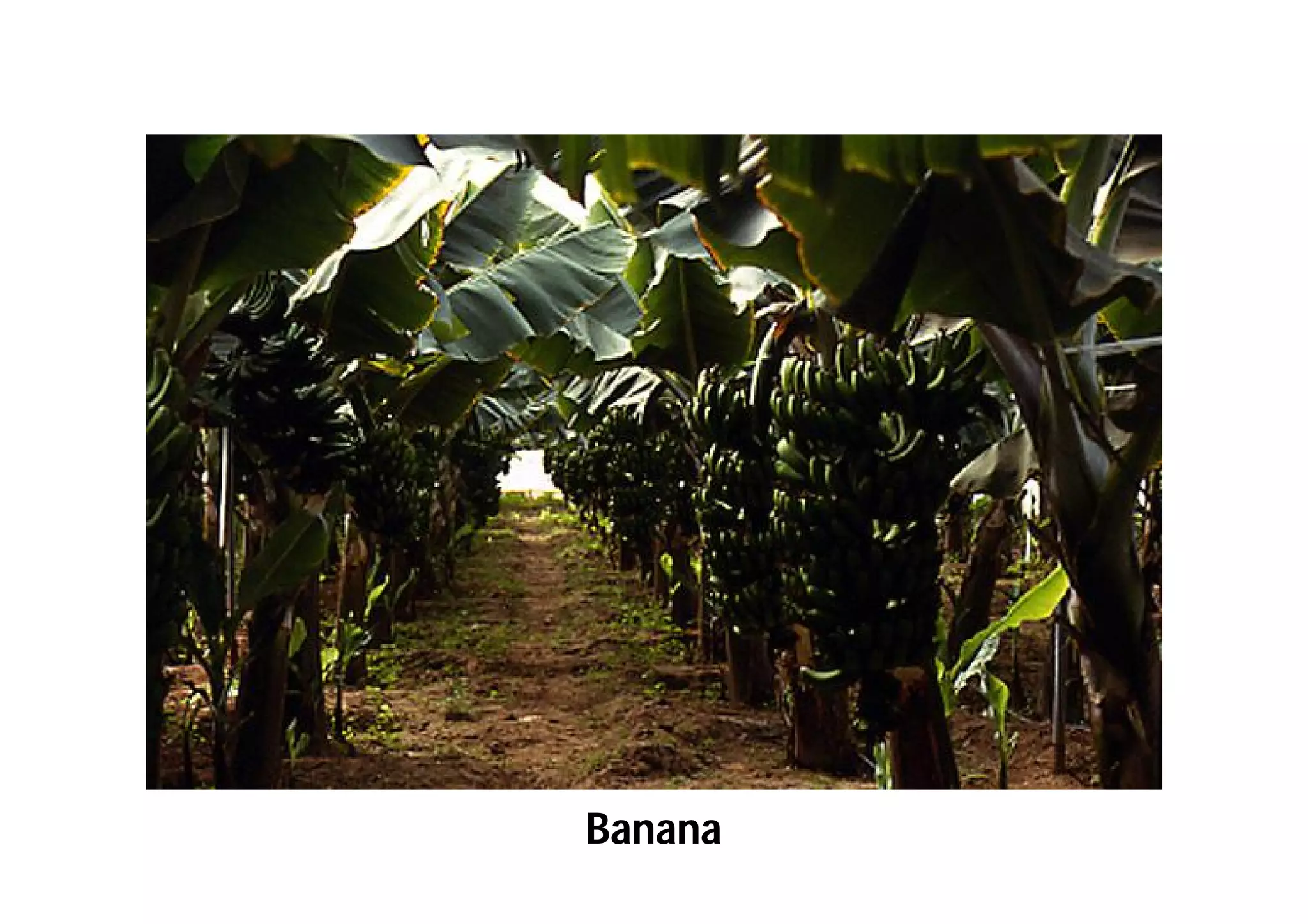 Slide 62