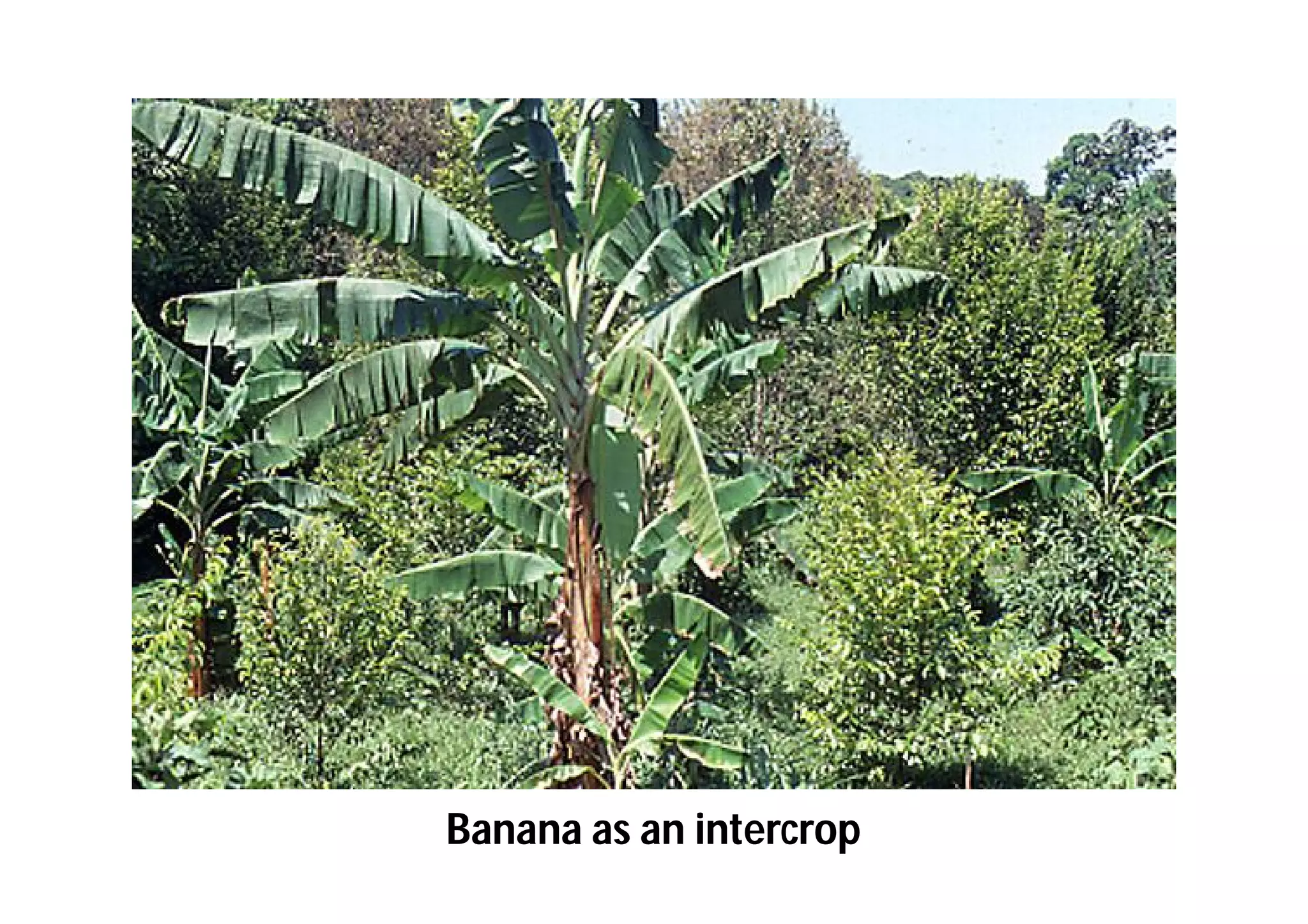 Slide 64