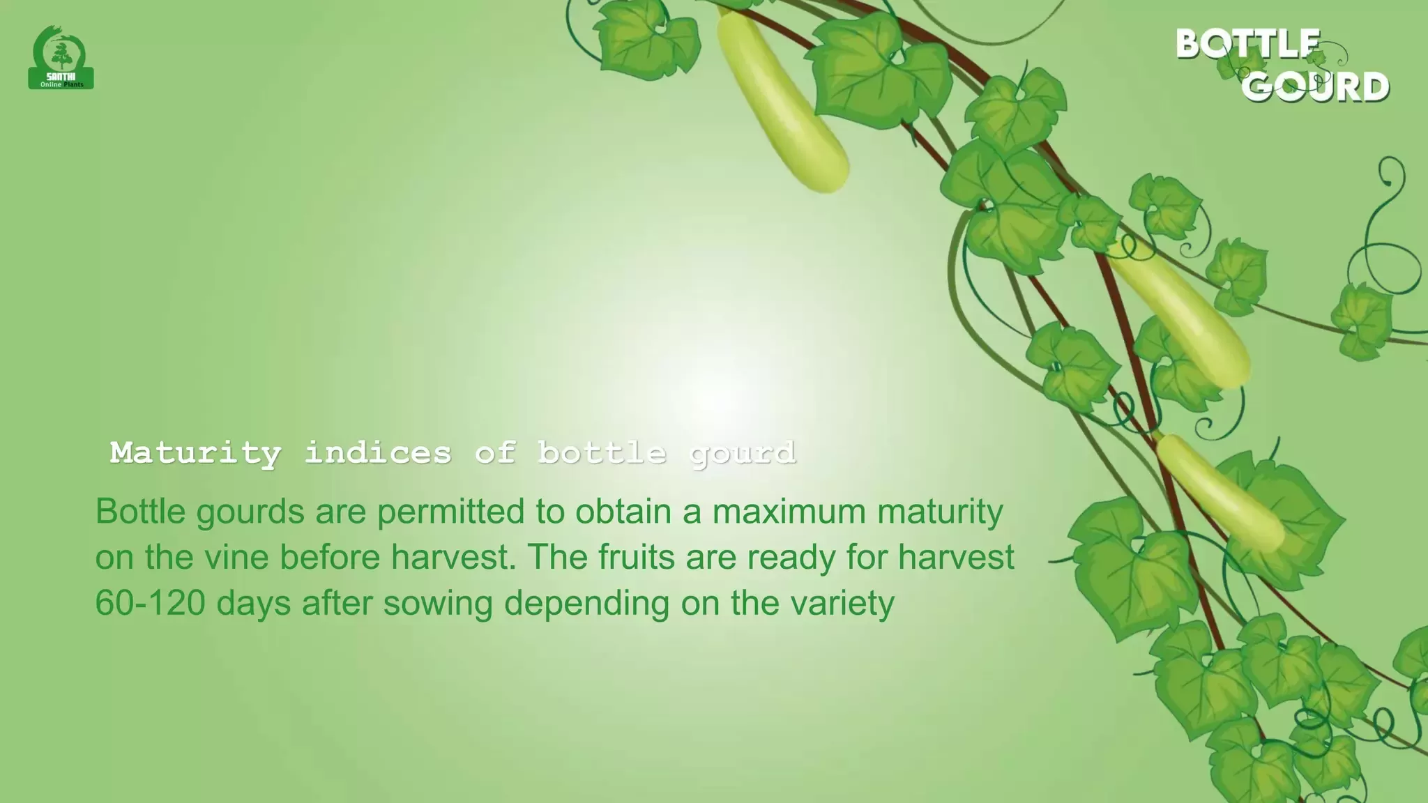 Slide 9