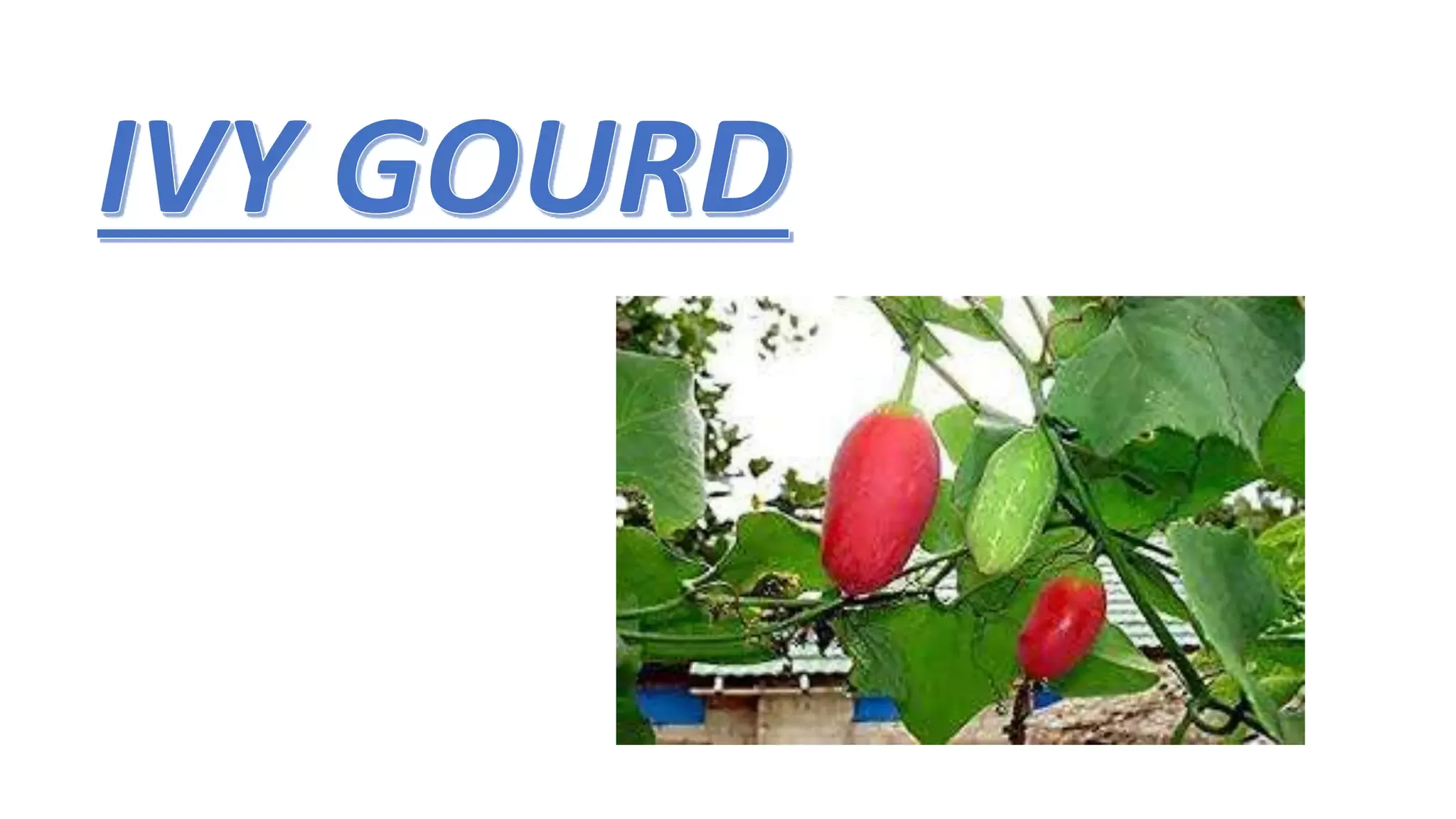 Slide 1