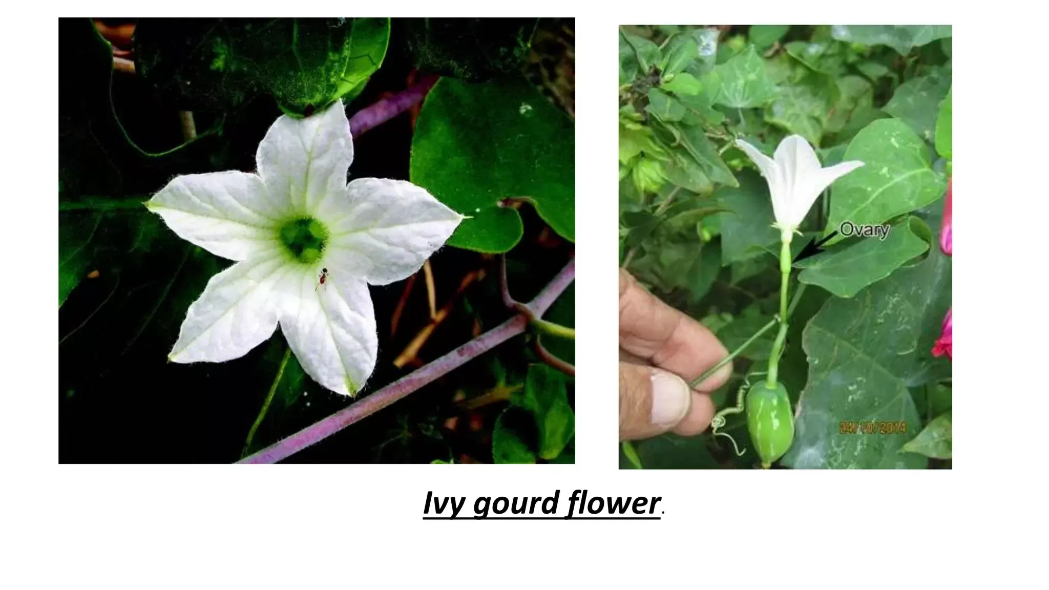 Slide 5