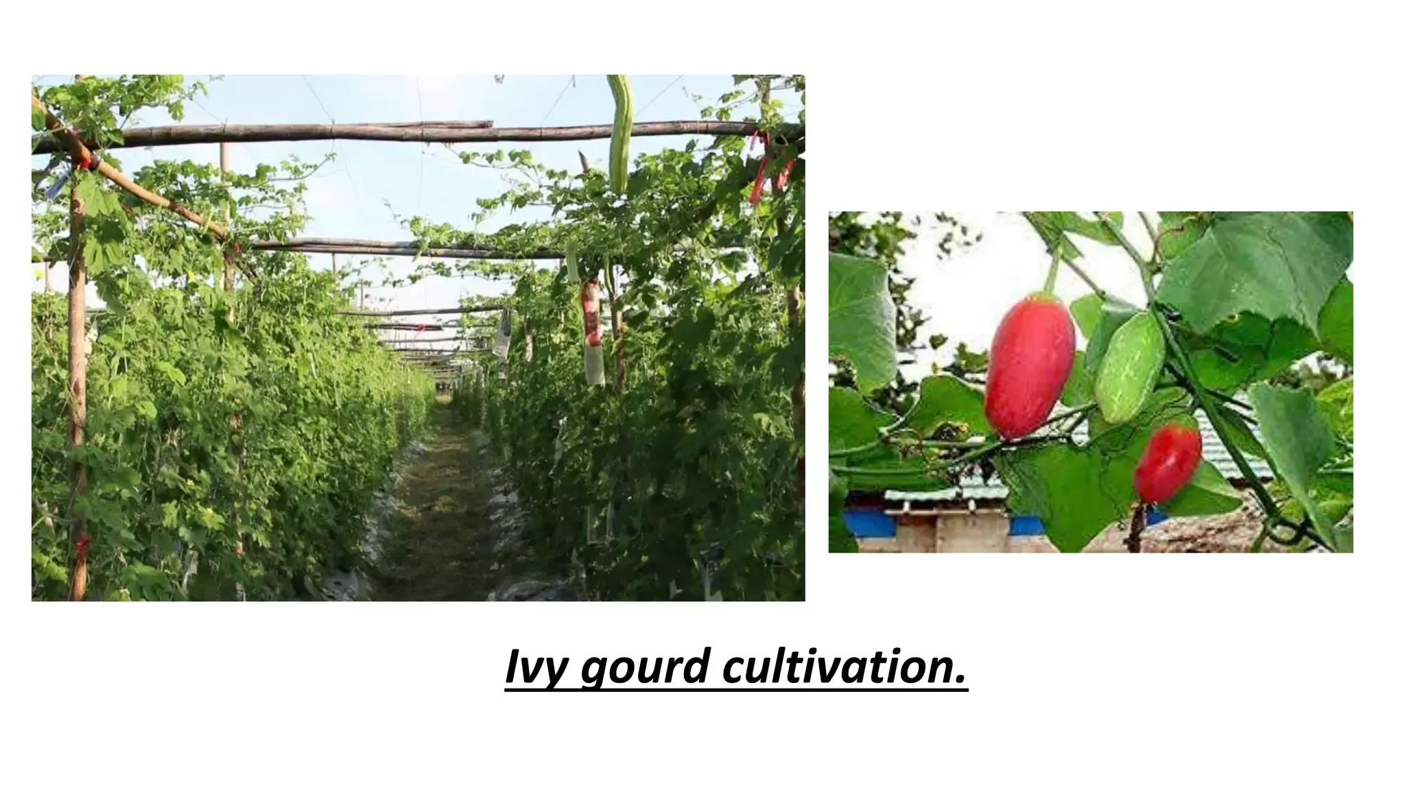 Slide 6