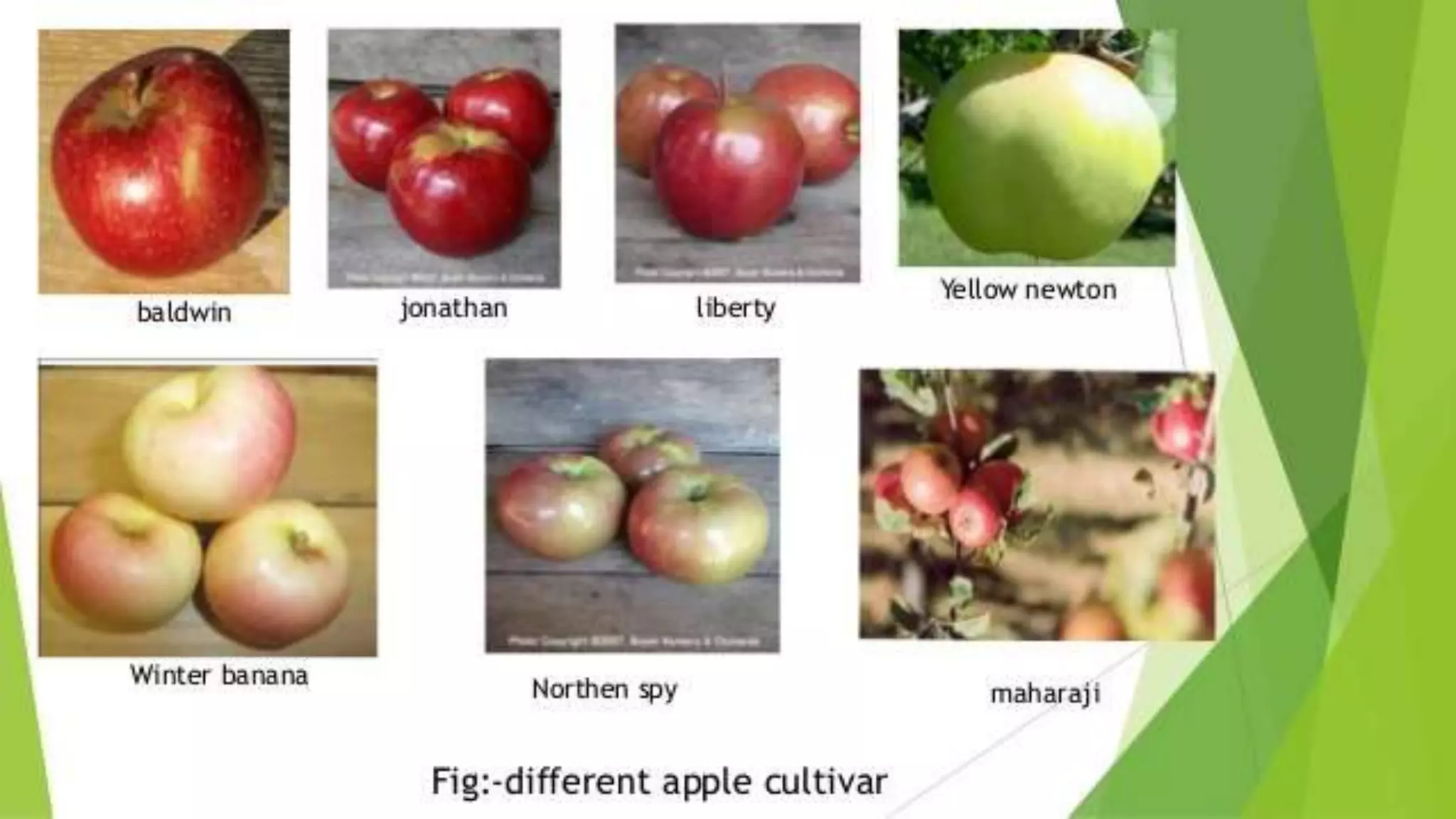 Slide 11