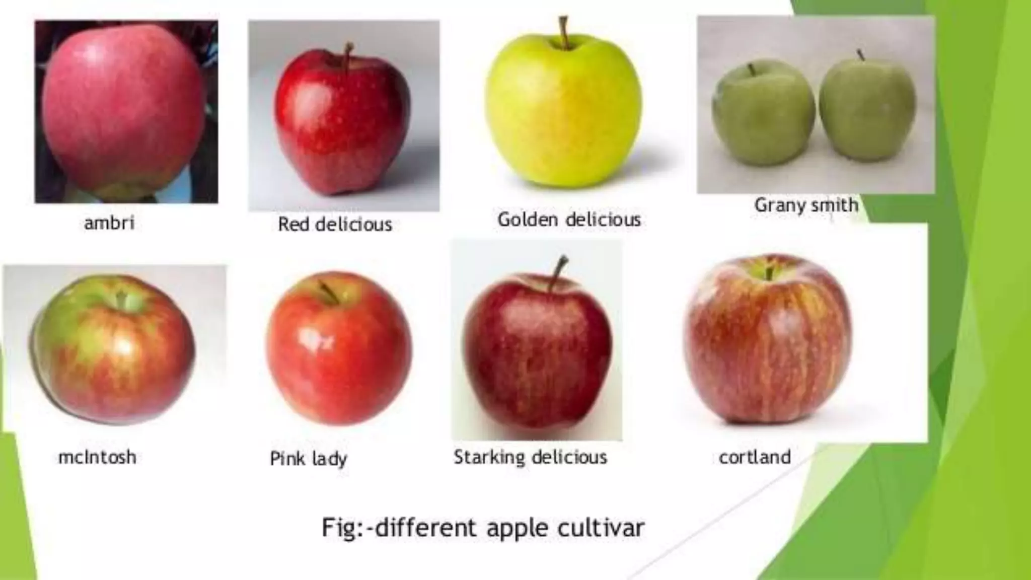 Slide 12