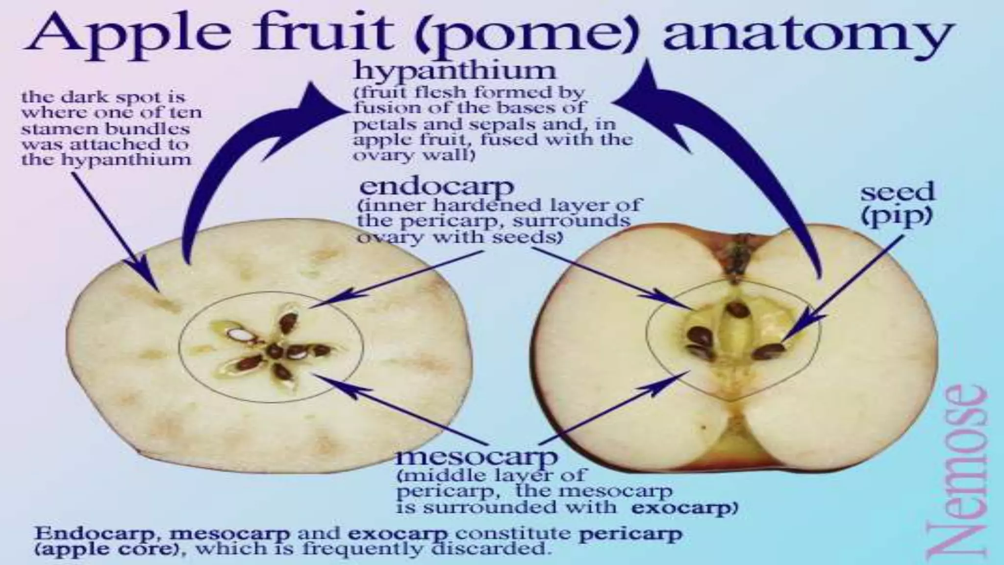 Slide 7