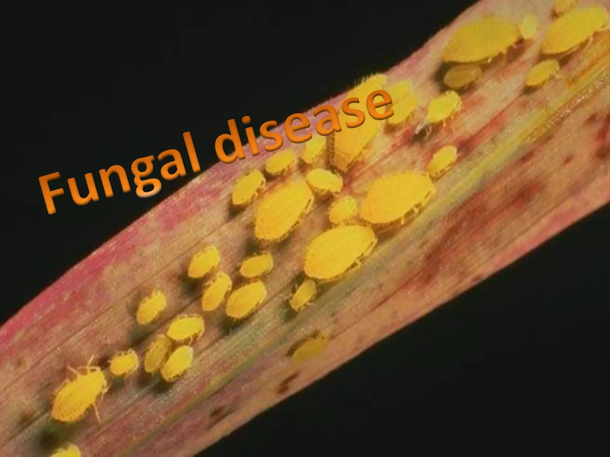 Slide 13